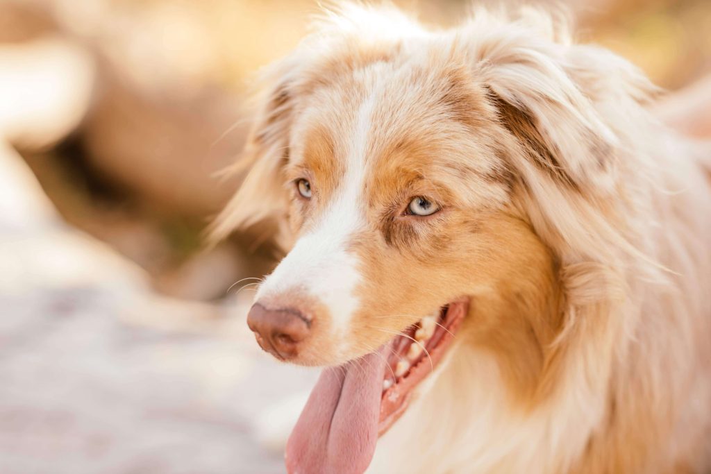 A close-up of Olive, my dog.