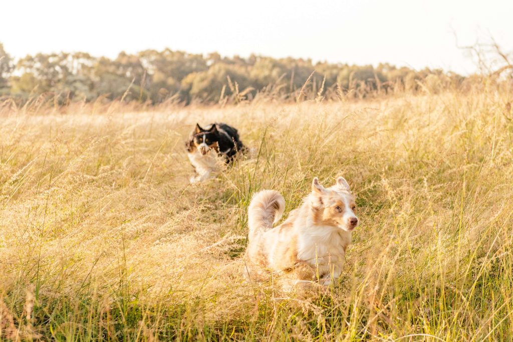 Frankie and Olive running through a field at Yellagonga Regional Park