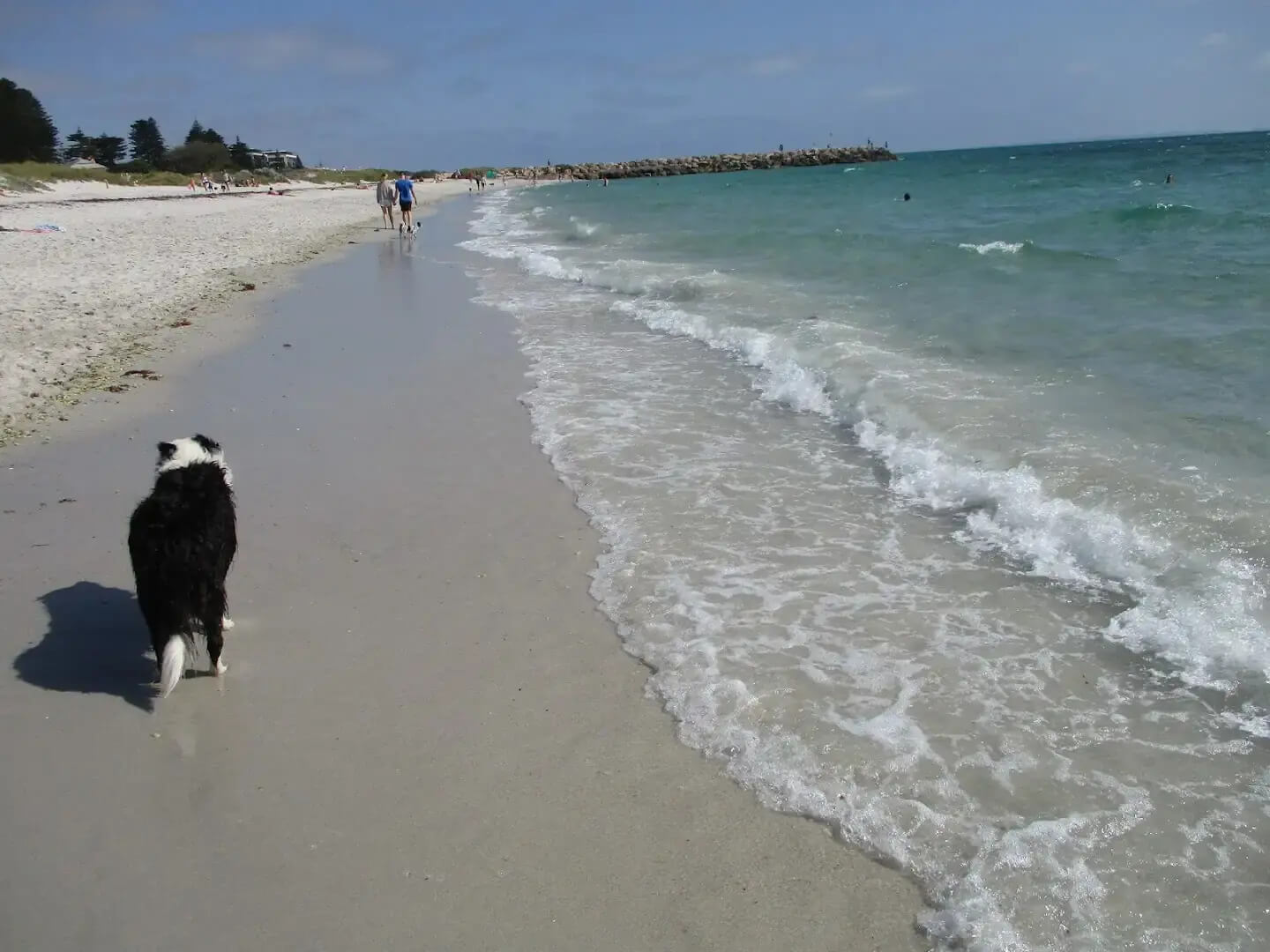 beaches you can take your dog perth - South Beach