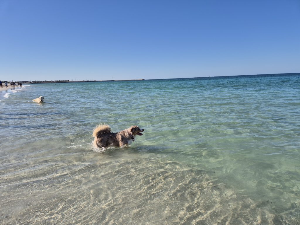 dog-friendly accommodation in perth