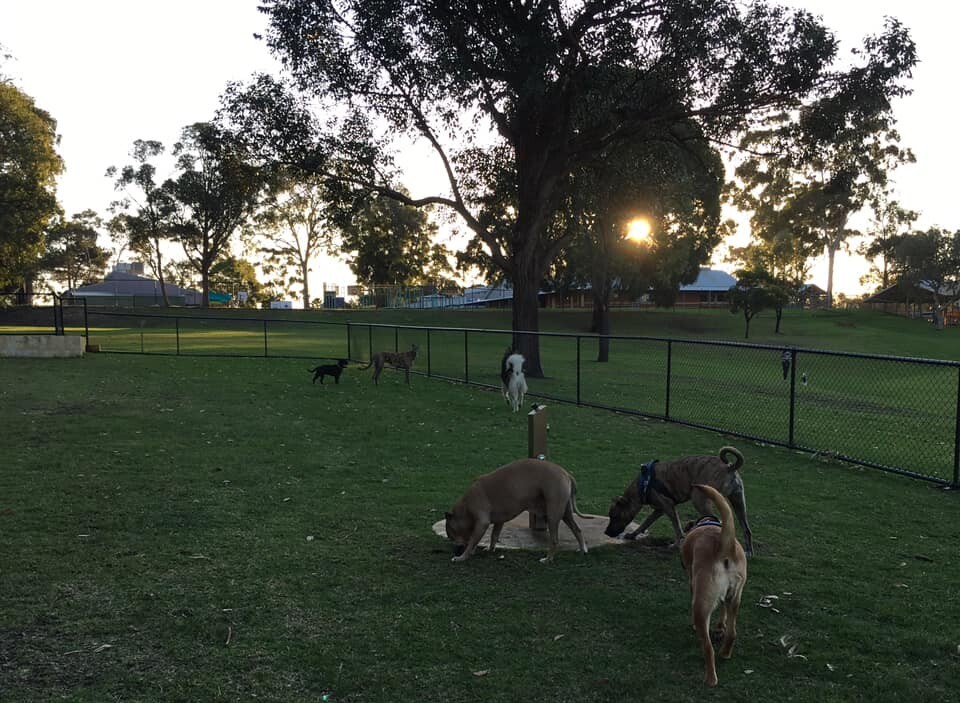 best enclosed dog parks 