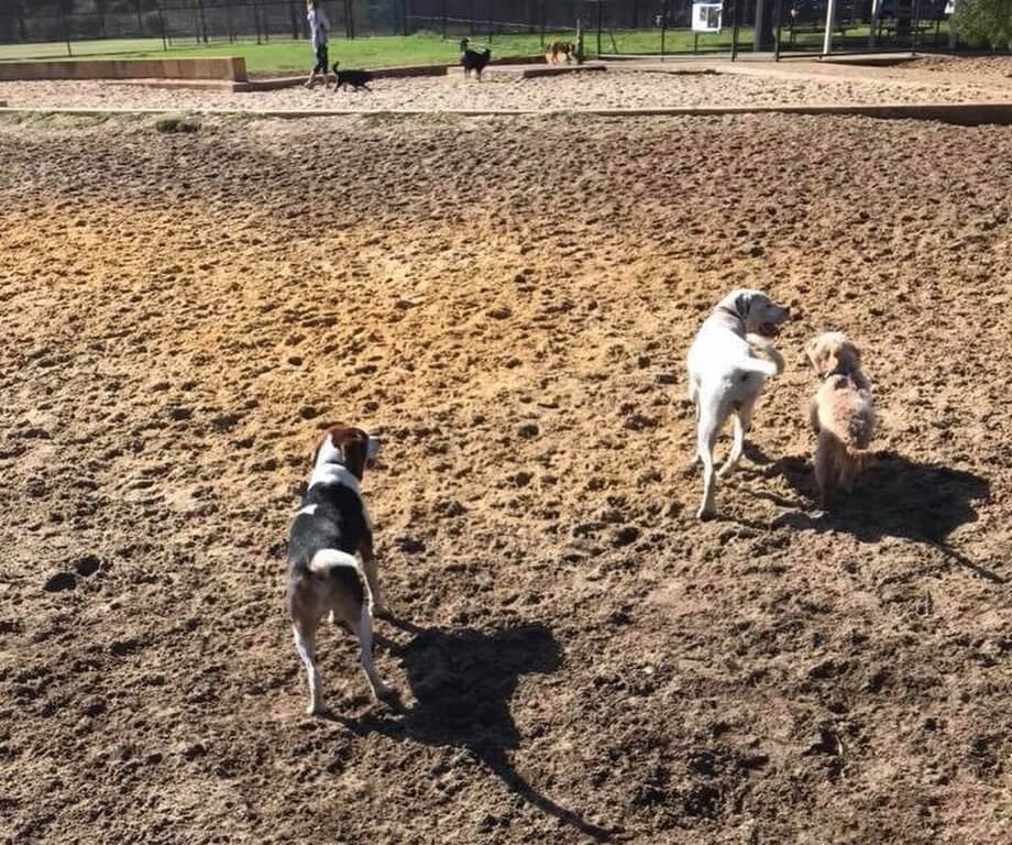 fenced dog parks 