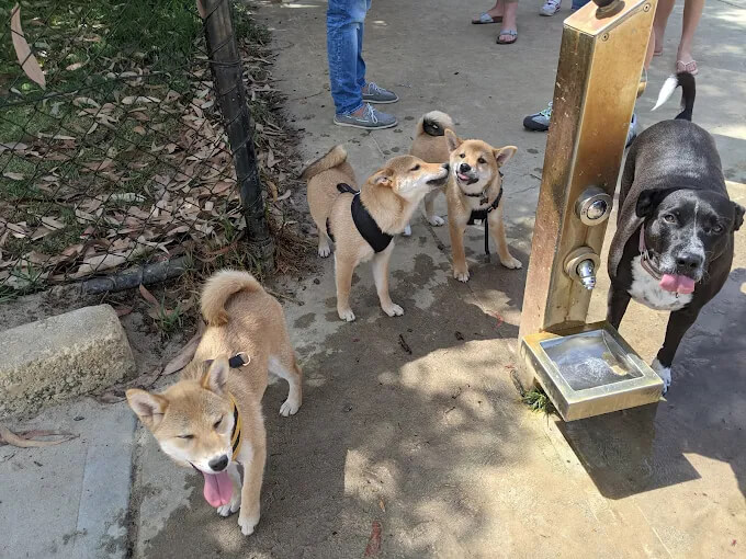 fully fenced dog parks perth 
