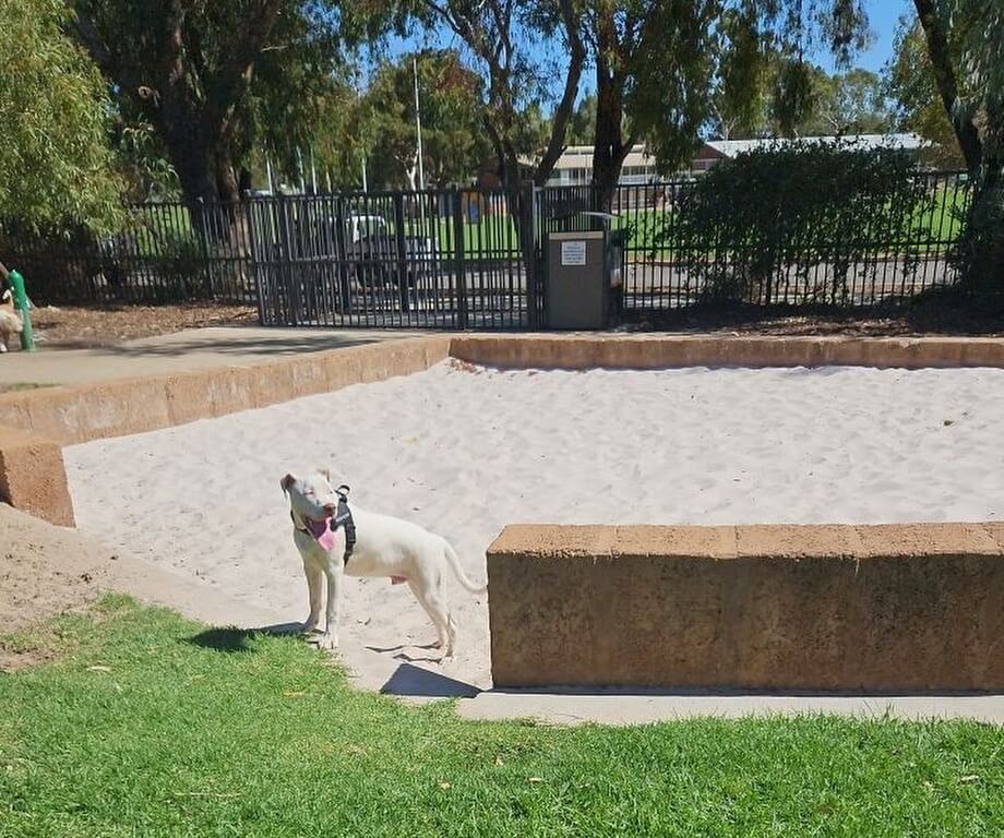 best enclosed dog parks 