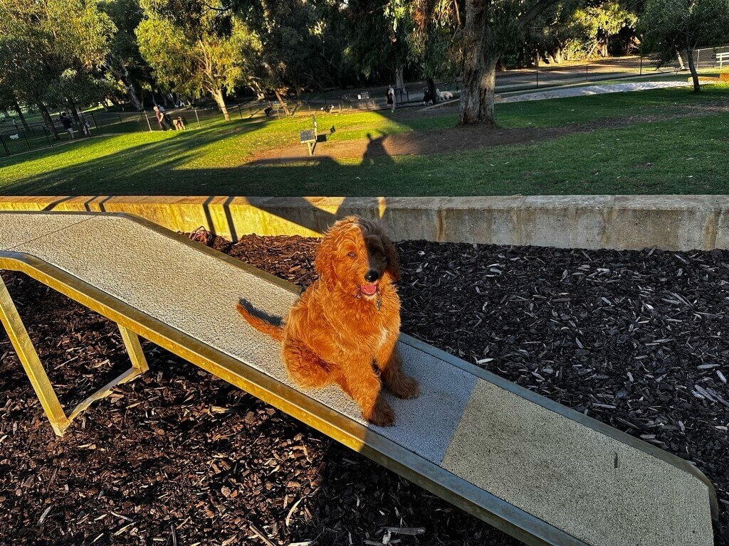 fully fenced dog parks perth 