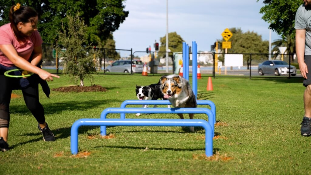 best off-leash dog parks 