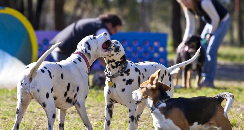 fenced dog parks 