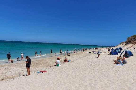 dog friendly markets perth hillarys-dog-beach