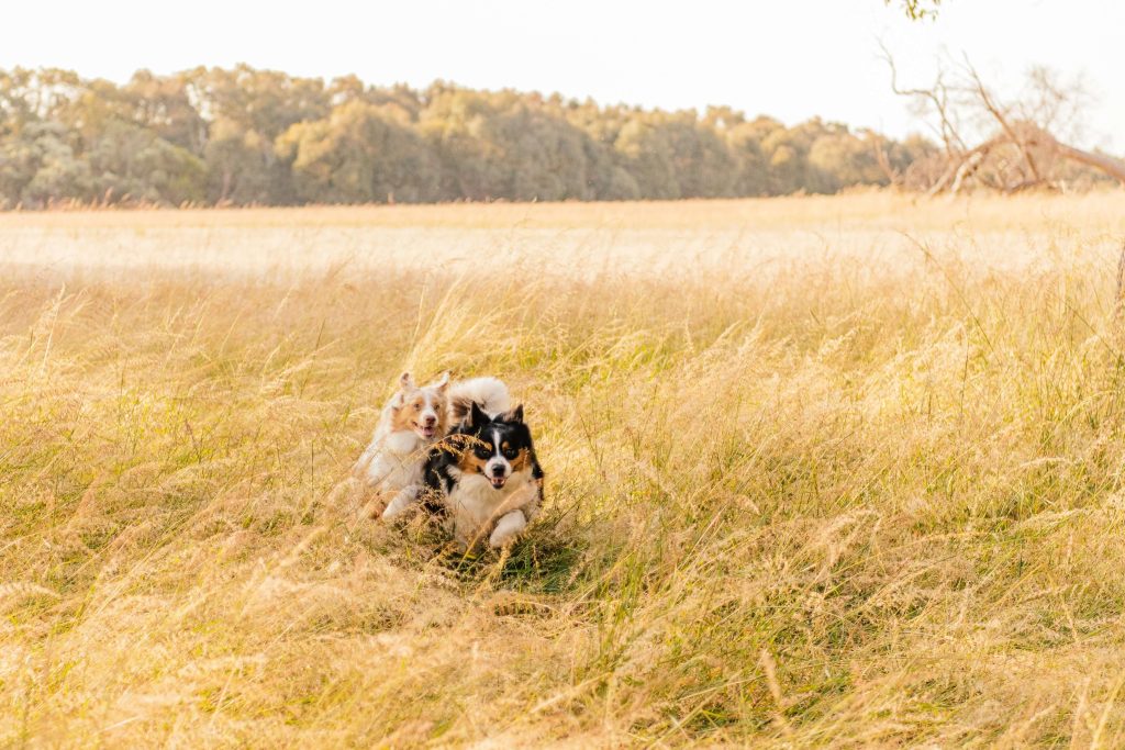 gentle exercise for older dogs