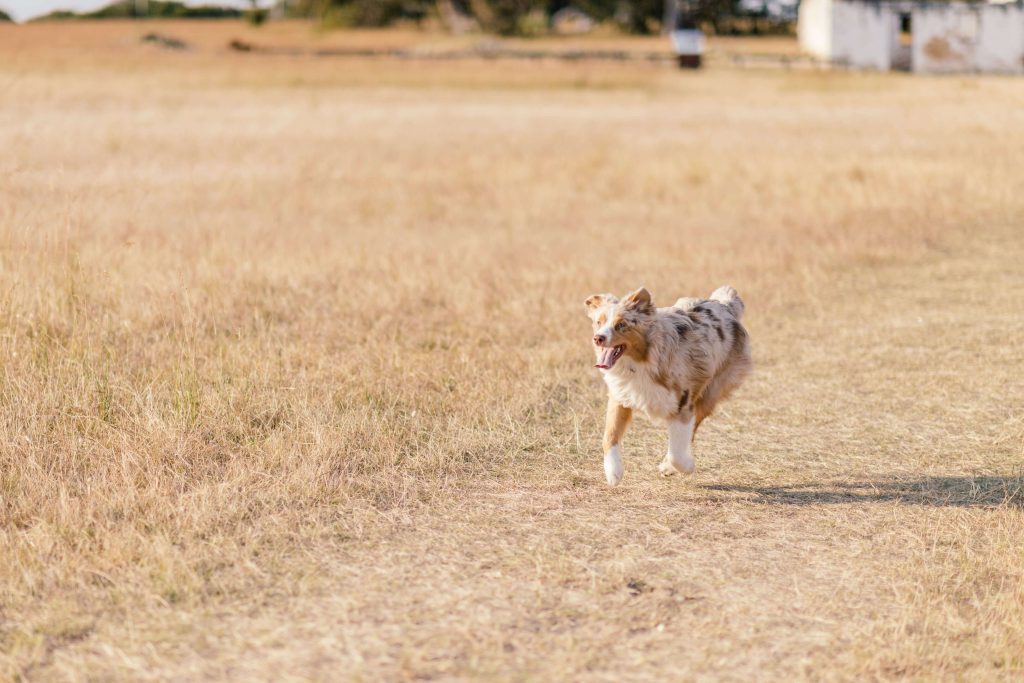 how to walk an arthritic dog safely