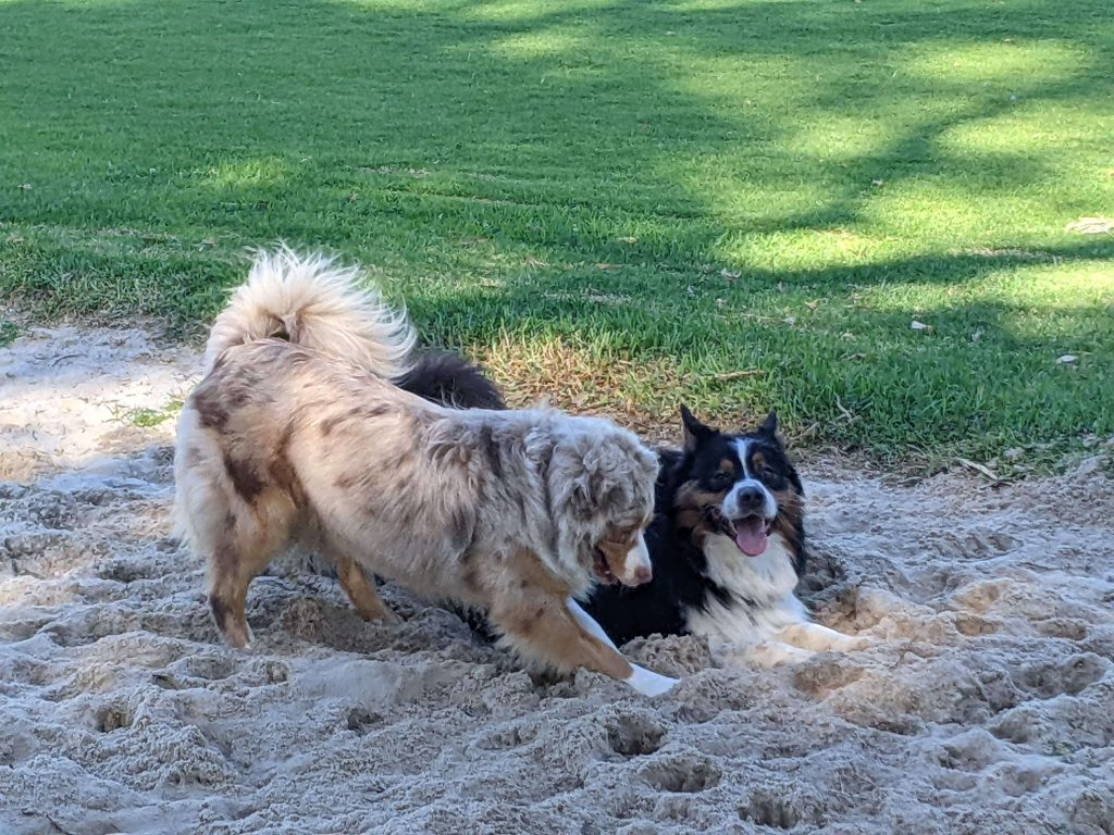 best walks for older dogs Perth