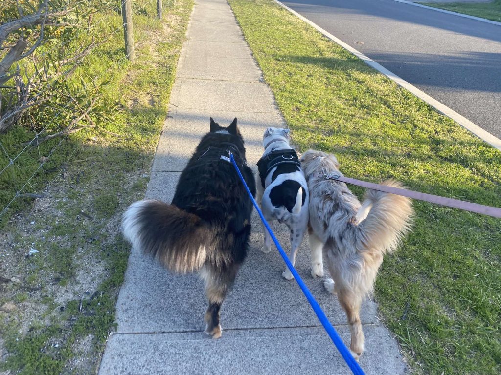 senior dog friendly walks Perth
