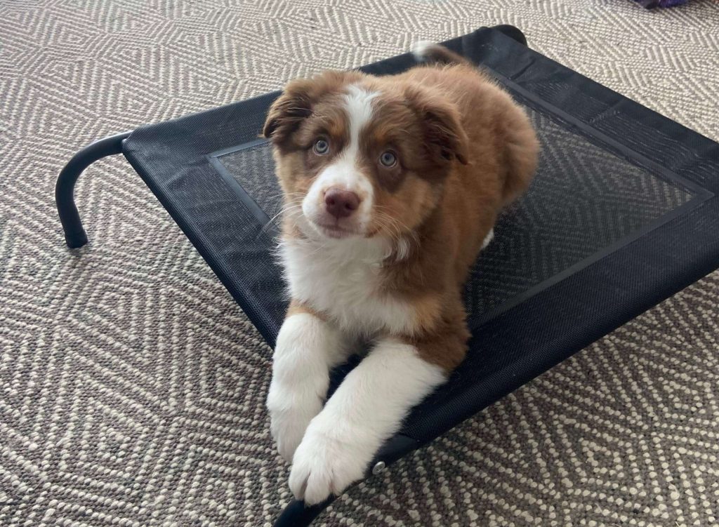 puppy friendly cafes perth