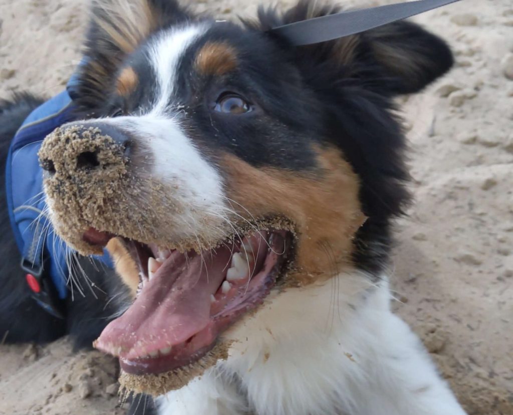 puppy friendly perth