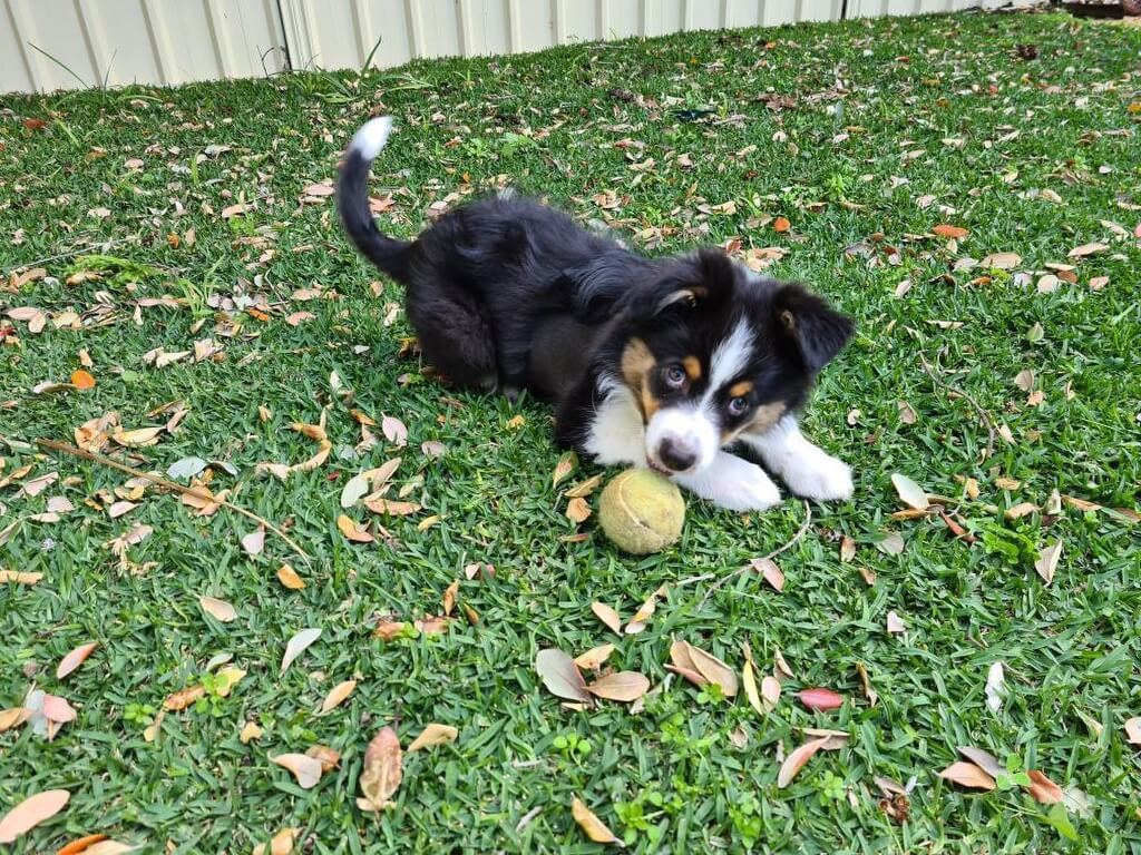 puppy friendly parks perth