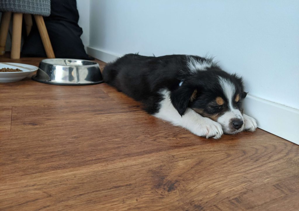 best places for puppies perth