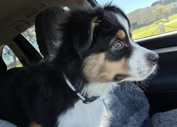 where to take puppies in perth