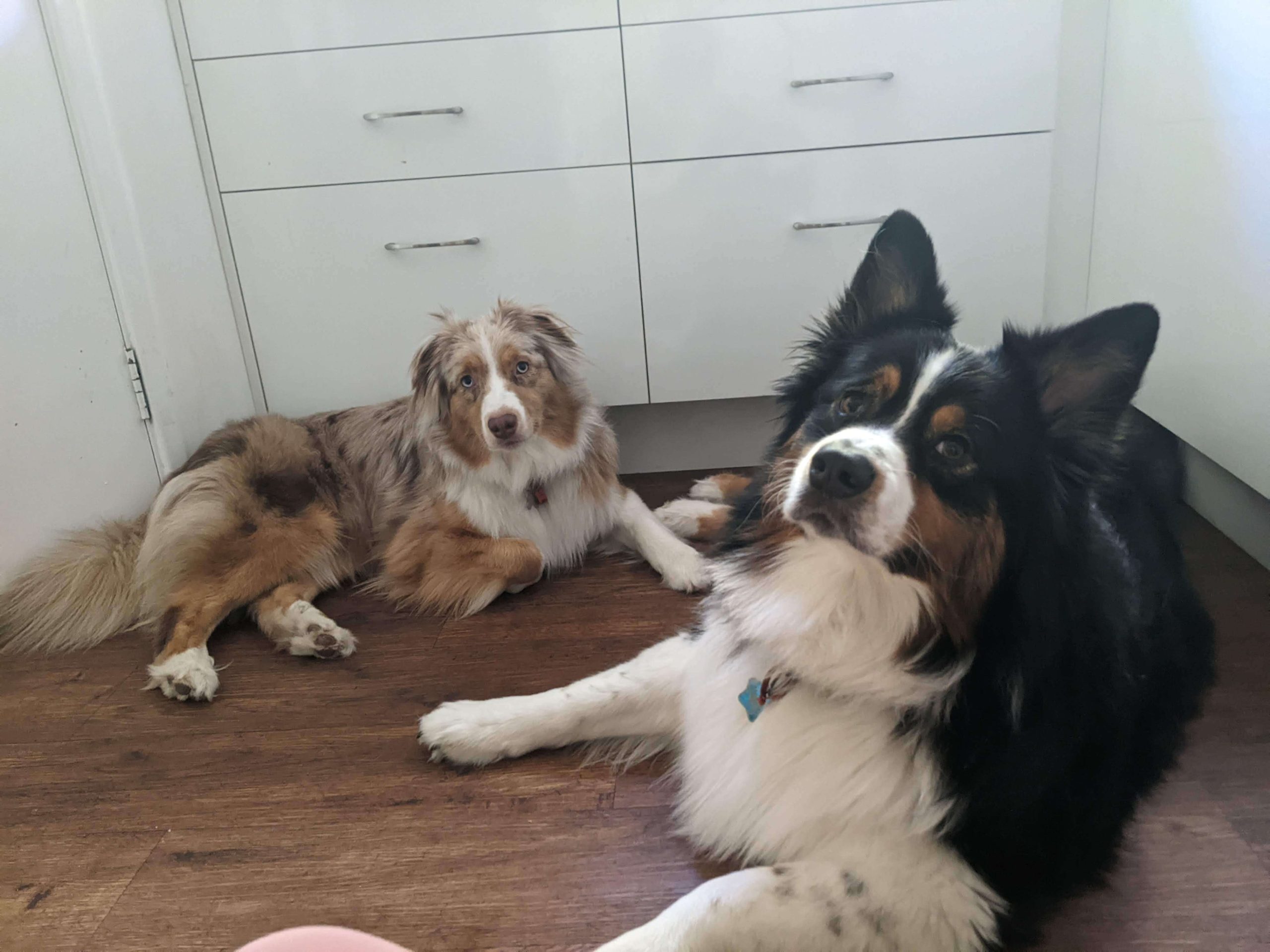 Dog Care & Health