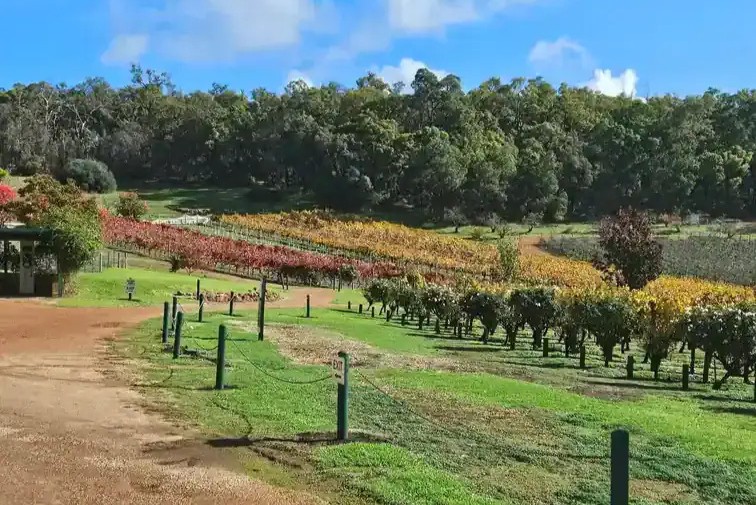 Where to take my dog in Perth Hills: Myattsfield vineyard