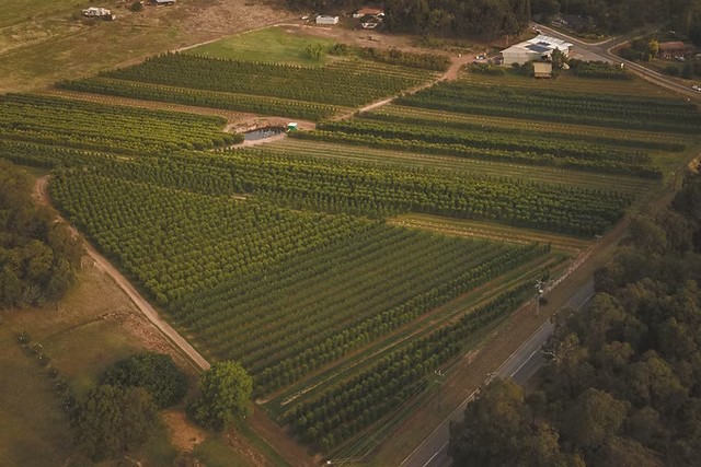 Things to do with dogs Perth Hills: Raeburn orchards