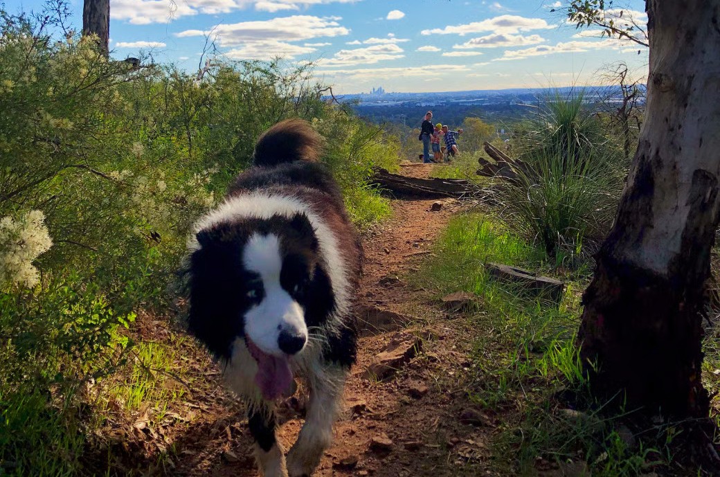 Things to do with dogs Perth Hills: Whistlepipe gully
