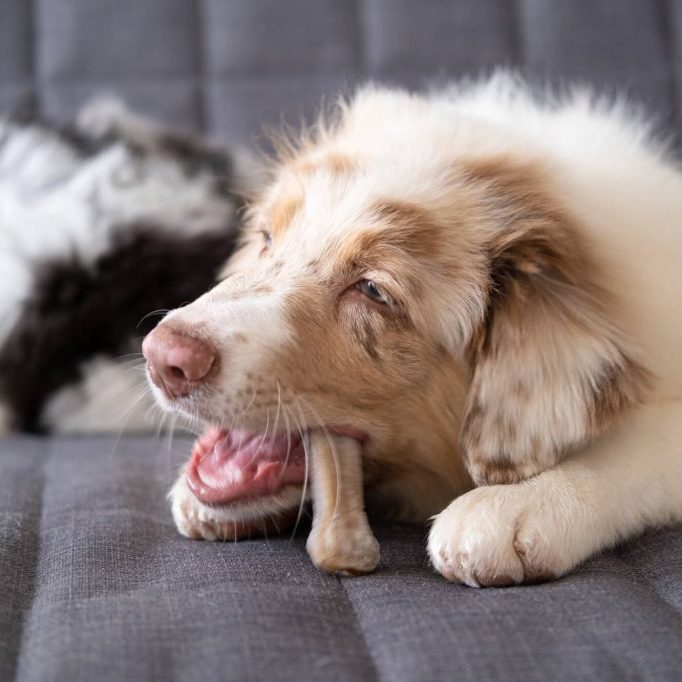 What-to-do-when-your-pup-has-a-sore-tummy - solid, plain foods