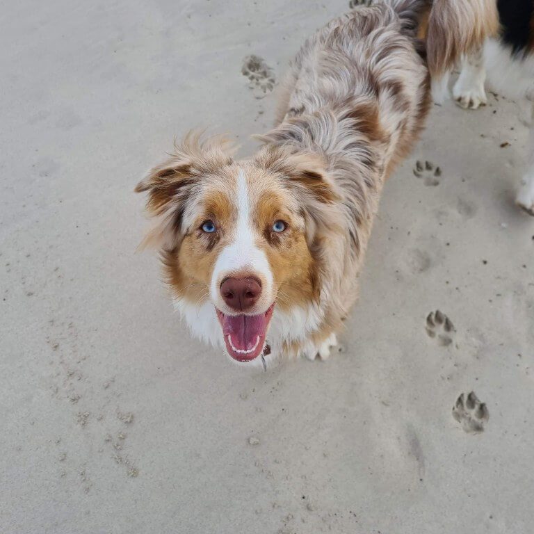 best-dog-friendly-beaches