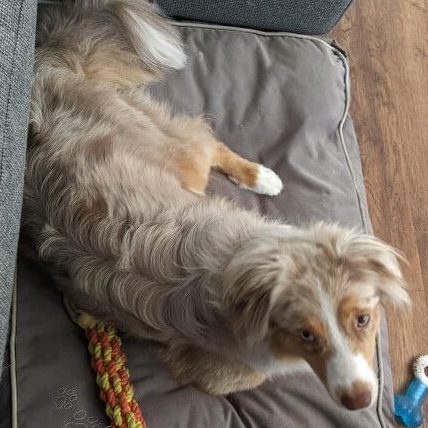 best-toys-and-accessories