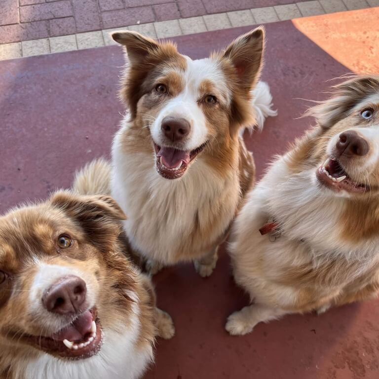 cafe-hopping-adventure