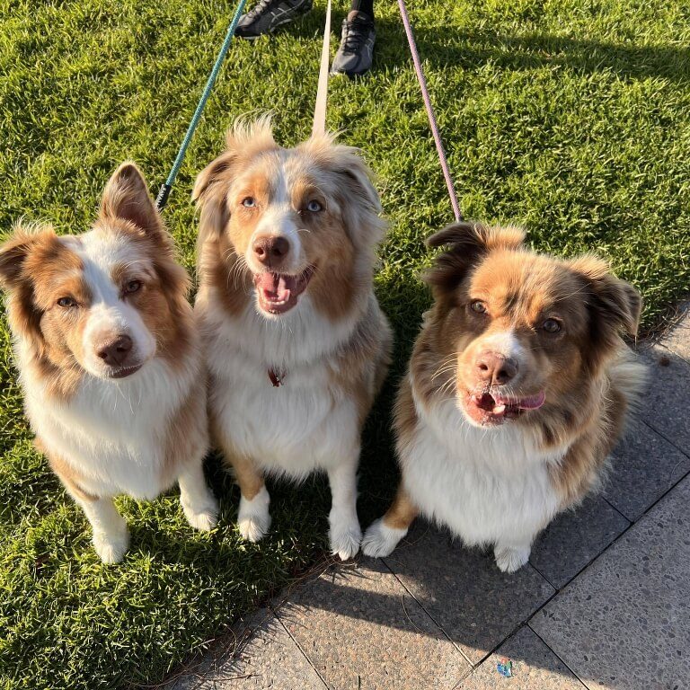 dfp-australian-shepherd