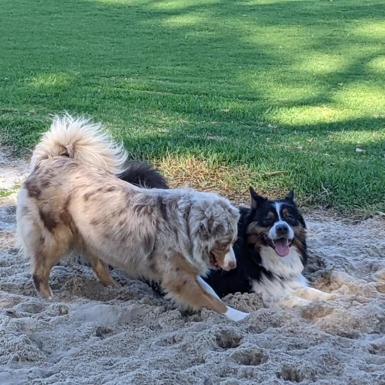 dog breed personalities + dog breed characteristics