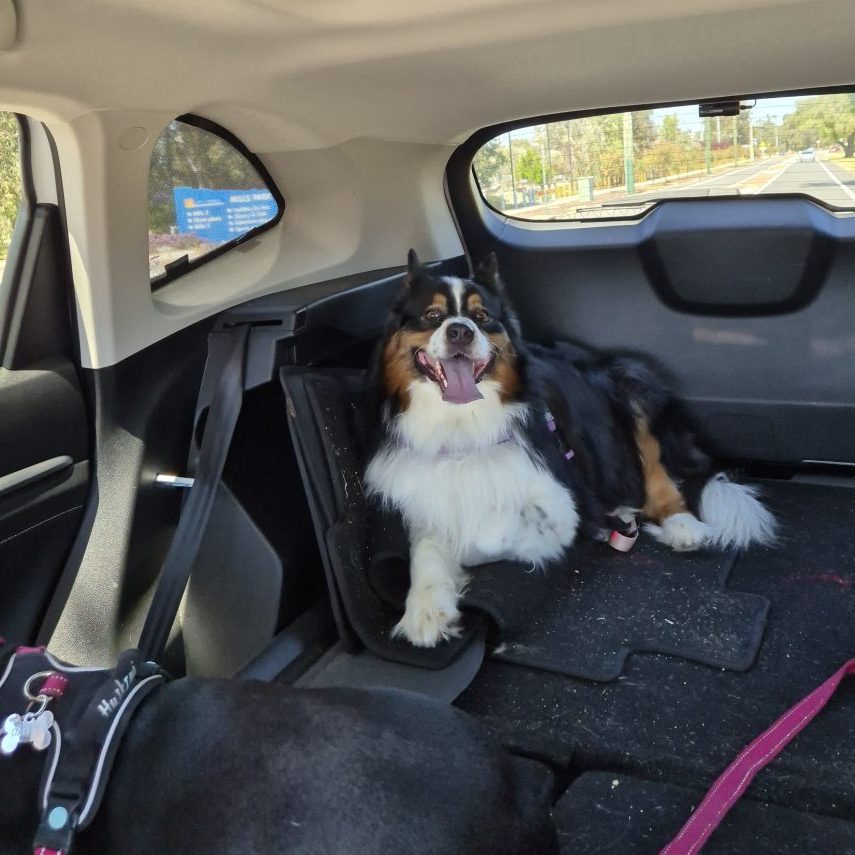 dog-friendly stays in perth