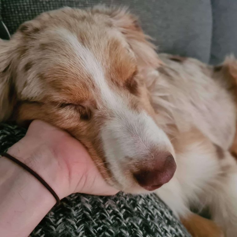 signs of a good vet: how to choose a vet