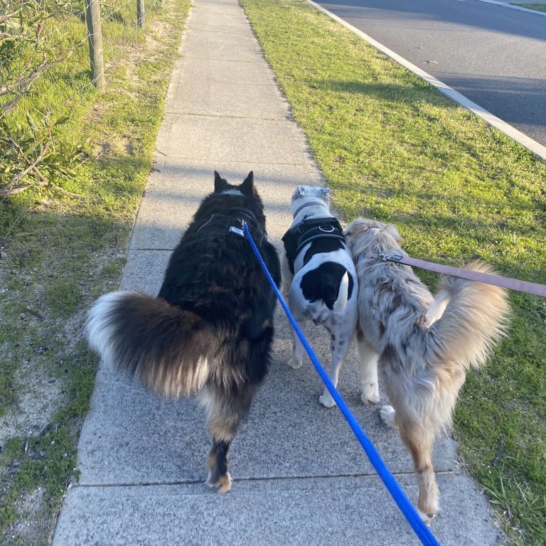 senior dog friendly walks Perth