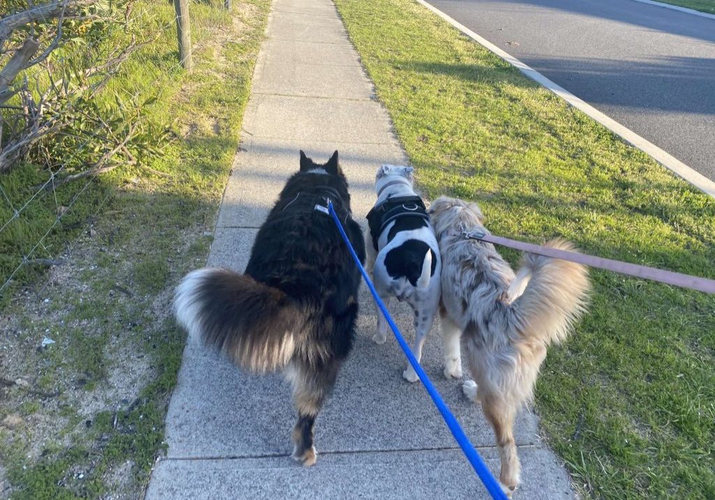 senior dog friendly walks Perth