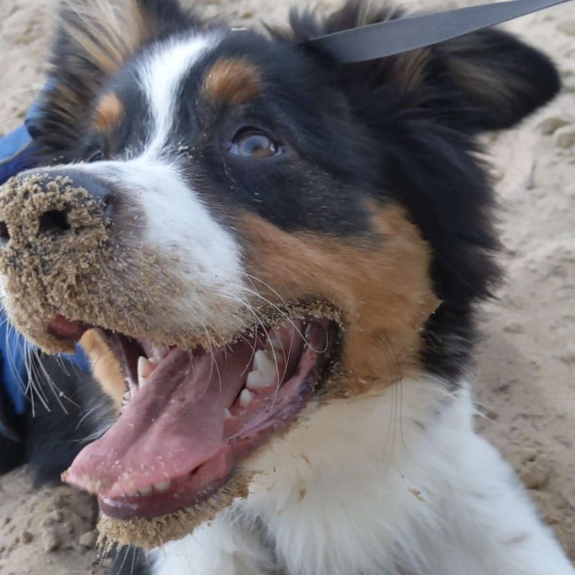 puppy friendly perth