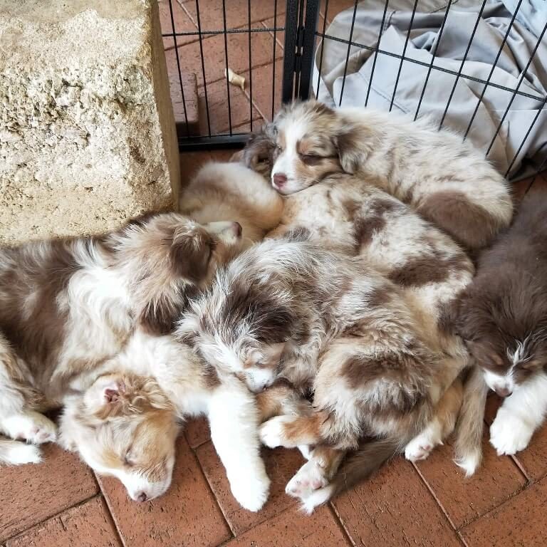 puppy-training-tips-that-helped-me