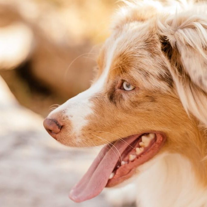 My tips to stop behavioural barking