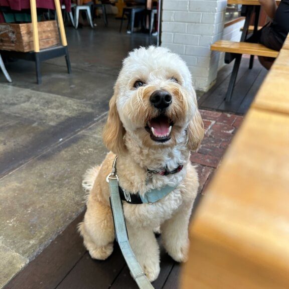 taco-seasonal-brewing-co