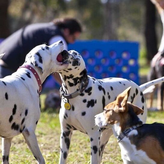 fenced dog parks